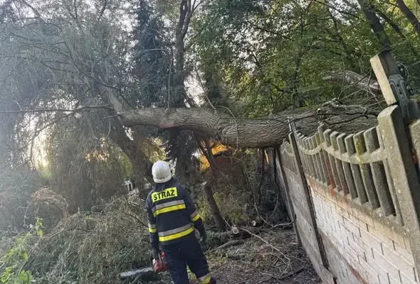 Bobry podgryzły drzewo – przewróciło się na prywatną posesję w Zbrosławicach