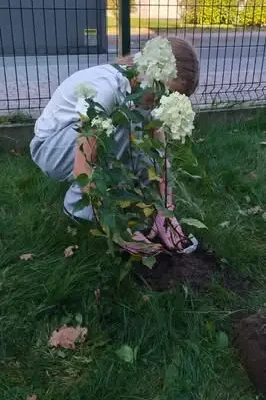 Wolontariusze posadzili hortensje przed szkołą w Porąbce