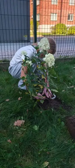 Wolontariusze posadzili hortensje przed szkołą w Porąbce