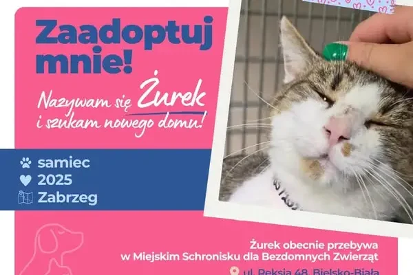 Żurek z Zabrzega szuka domu. Kocurek czeka w bielskim schronisku