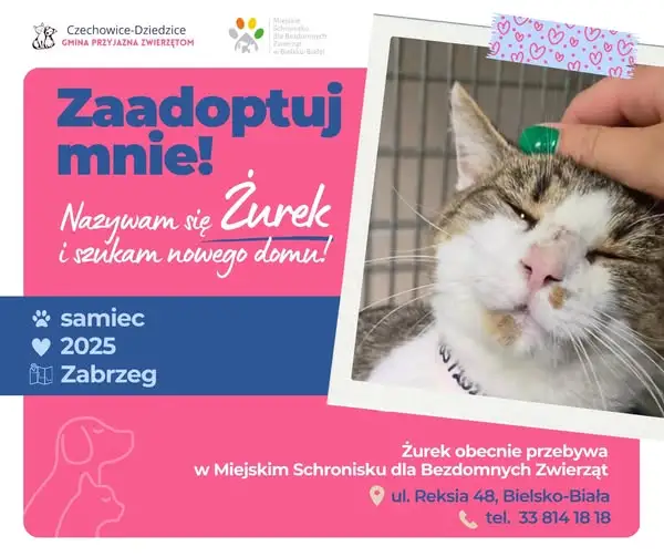 Żurek z Zabrzega szuka domu. Kocurek czeka w bielskim schronisku